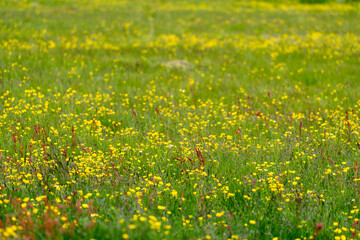 Field full of yellow meadow buttercups wildflowers in Iceland