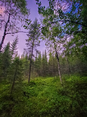 Deep forest in Lapland,  Norway