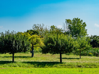Fototapeta na wymiar Baumgrundstück mit Obstbäumen