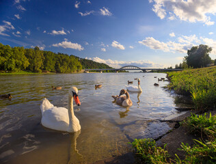Swans by the bank of the river Váh in the town of Piešťany