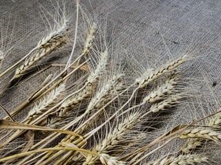Spikelets of wheat on a background of burlap. Wheat is the basis of bread. Healthy eating concept.