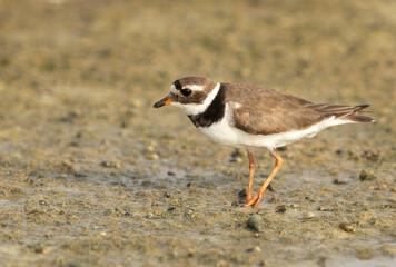 Closeup of Commom ringed plover at mameer, Bahrain