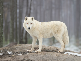 polar wolf stands in the background of the forest