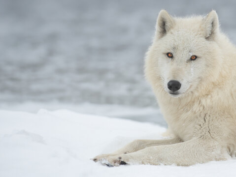 polar wolf lies on the snow