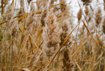 Fluffy reed close-up among the thickets of reeds