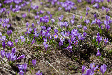 Purple crocus flowers bloom in Pirin National Park, Bulgaria, heralding spring in the mountains.