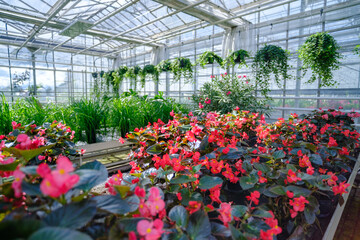 Flowers in a modern greenhouse. Greenhouses for growing flowers. Floriculture industry. Ecological farm. Family business.