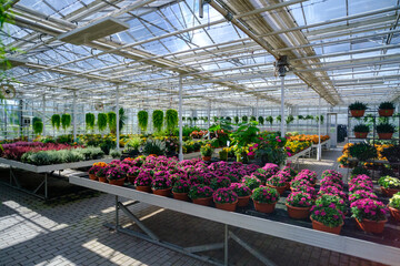Flowers in a modern greenhouse. Greenhouses for growing flowers. Floriculture industry. Ecological farm. Family business.