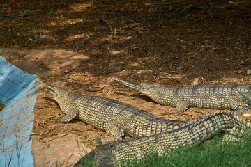 Three gharials are relaxing