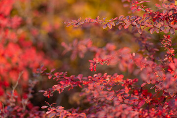 barberry plant bush with red leaves on branch in autumn with nobody