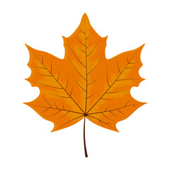 Maple Leaf vector. Colorful autumn maple leaf in cartoon style isolated on white background. Bright orange yellow fall leaf in flat style. Vector illustration