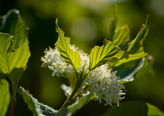 Sibirica Variegata flowers close up.