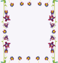 Bright aquilegia flower isolated on white background.