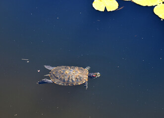 Trachemys scripta - The red-eared slider is species of turtle from the American freshwater family