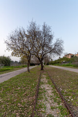 Fototapeta na wymiar Tree growing in the middle of an abandoned railroad track from the Hejaz Railroad in El Roi, Israel 