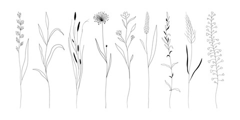 Botanical linear herb set. Abstract floral collection, minimalist meadow grass reed silhouettes for print, tattoo. Vector art