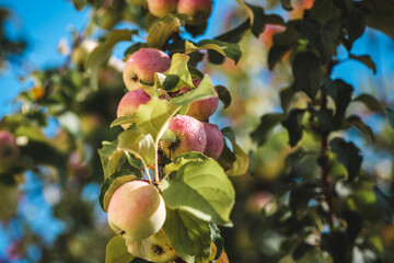 A juicy ripe pink apple with dew drops in the rays of sunlight hangs on a branch close-up on a blurry background. Concept-gardening and harvest