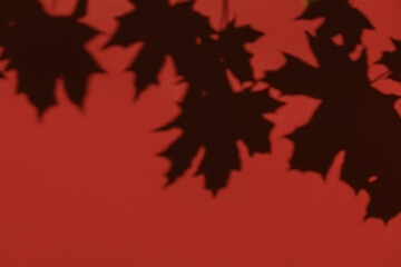 Maple tree leaves shadow on a red wall background. Overlay effect, stylish flat lay with trendy shadow and sun light. Minimal autumn concept, design template, mockup, copy space