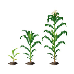 Corn (maize) plant growing stages vector realistic illustration isolated on white background.
