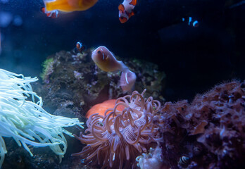 Saltwater Fish and Inhabitants of the Sea