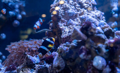 Saltwater Fish and Inhabitants of the Sea