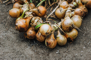 A bunch of braided fresh onions lies on the ground. Food photography, nature.