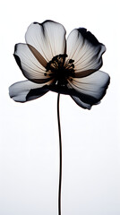 black Flower on white background, nature, flowers, plant, plants, grow, bring your girl flowers