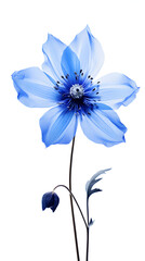 blue Flower on white background, nature, flowers, plant, plants, grow, bring your girl flowers
