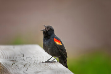 Male Red-winged blackbird perched on railing, singing