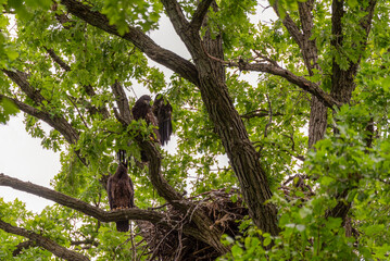 Bald Eaglets Perched In Their Nest In Spring In Wisconsin