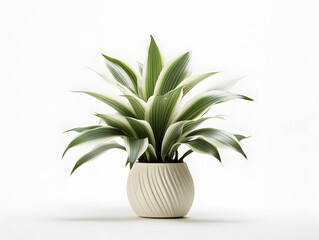 Houseplant on white background, plants, green, monstera, indoor housplants