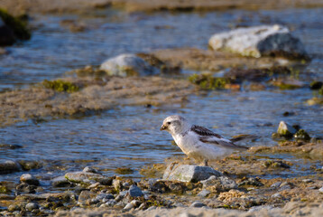 Snow bunting (Plectrophenax nivalis), Smerenburg, Svalbard, Norway. A tiny passerine bird native to the circumpolar Arctic regions of the northern hemisphere.