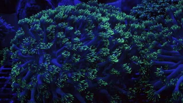 Saltwater Fish and Inhabitants of the Sea