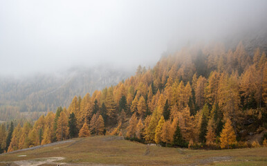 Autumn forest landscape at Passo Falzarego valley. Dolomite mountain range Italy. Fall season Italian apls