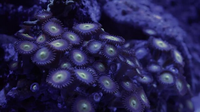 Saltwater Fish and Inhabitants of the Sea