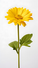 Yellow Flower on white background, nature, flowers, plant, plants, grow, bring your girl flowers