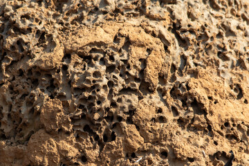 Termite mound surface up close for background use