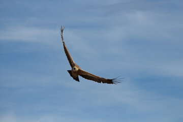 Fototapeta premium Gyps fulvus, buitre leonado volando con fondo de nubes y cambio de dirección. Alcoi, España
