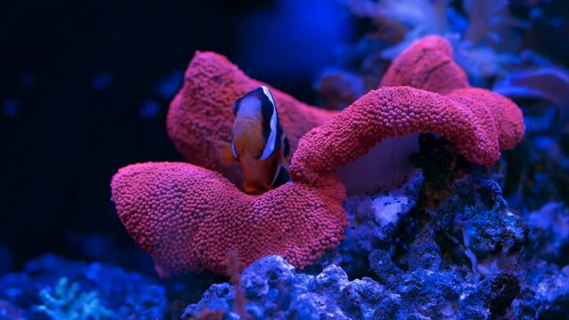 Saltwater Fish and Inhabitants of the Sea