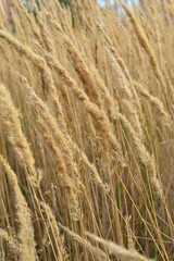 a beautiful Ukrainian golden field
