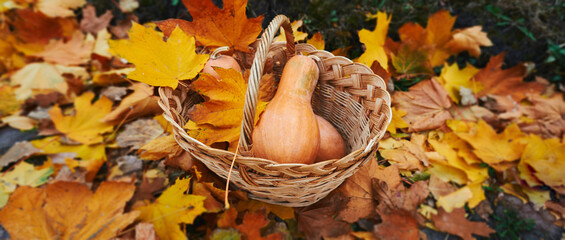 Seasonal scene of autumn nature and harvest. Straw basket brimming with pumpkins stands on the ground, surrounded by golden leaves - 646545493