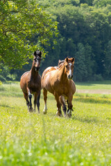 Pferde galoppieren auf der Weide