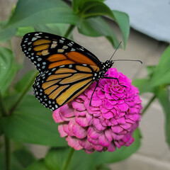 monarch butterfly on flower