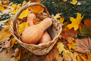 Close up of ripe pumpkins in wicker basket outdoors with colorful foliage around. Nature beauty of fall season and autumnal harvest