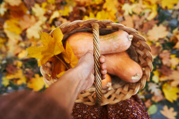 Top view of hand holding a wicker basket filled with freshly harvested ripe pumpkins. Perfect for seasonal designs and fall-themed projects