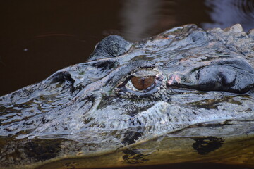crocodile in the water