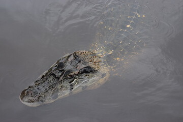 crocodile in the water
