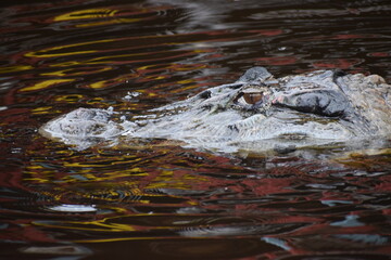 crocodile in the water