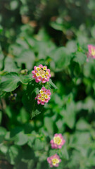 A large green shrub with small pink and yellow flowers.