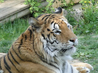 tiger in the zoo